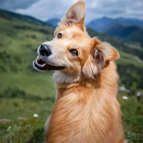 LOCALIZZATORI DI CANI