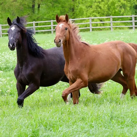 INSEGUITORI DI CAVALLI