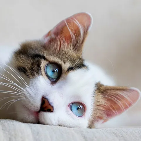 INSEGUITORI DI GATTI